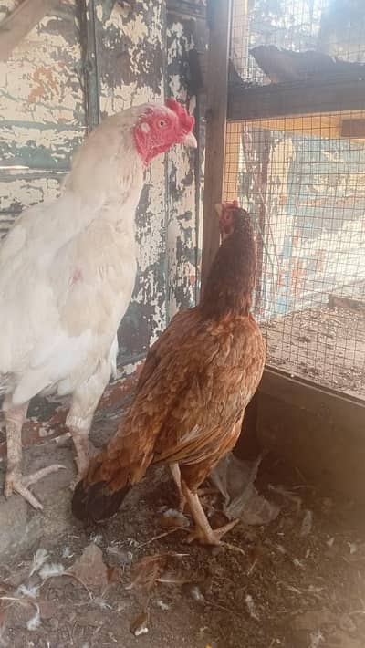 Pure White Heera Murgha + Khandari Murghi Pair | For Sale