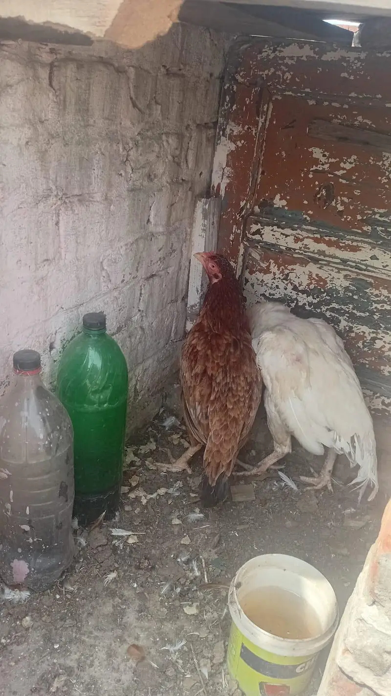 Pure White Heera Murgha + Khandari Murghi Pair | For Sale — photo 3