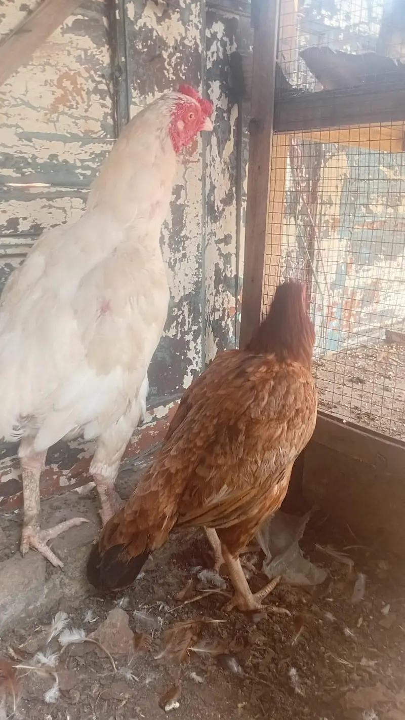 Pure White Heera Murgha + Khandari Murghi Pair | For Sale — photo 4