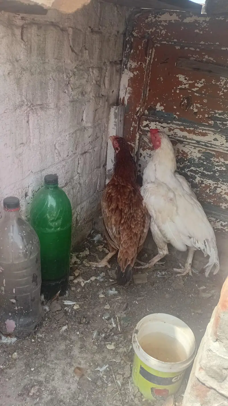 Pure White Heera Murgha + Khandari Murghi Pair | For Sale — photo 5