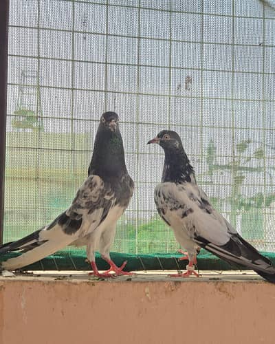 Teddy Pigeon/Teddi Kabootar/sherazi/black