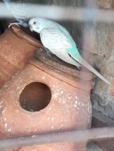 budgies parrot red and black eyes