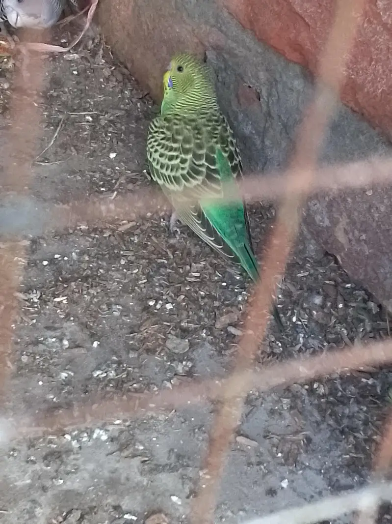 budgies parrot red and black eyes — photo 2