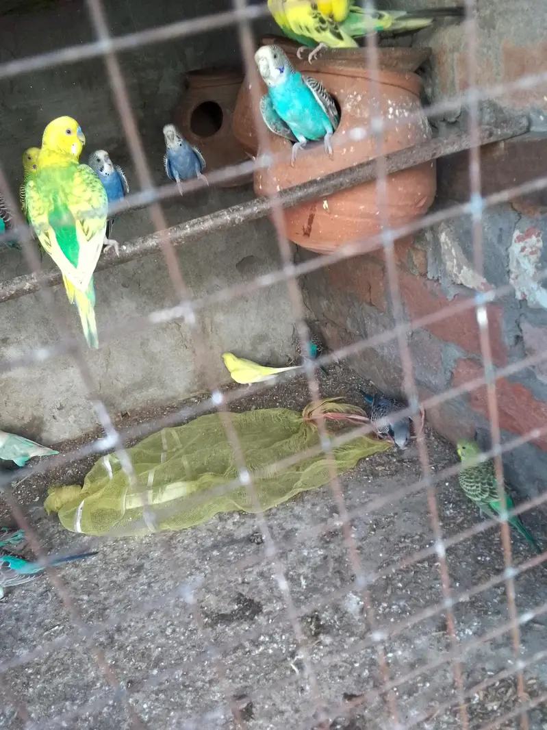 budgies parrot red and black eyes — photo 3