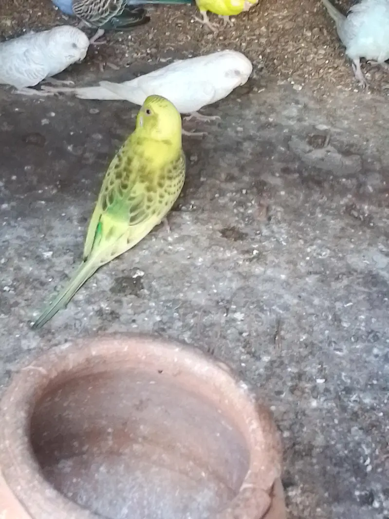 budgies parrot red and black eyes — photo 4