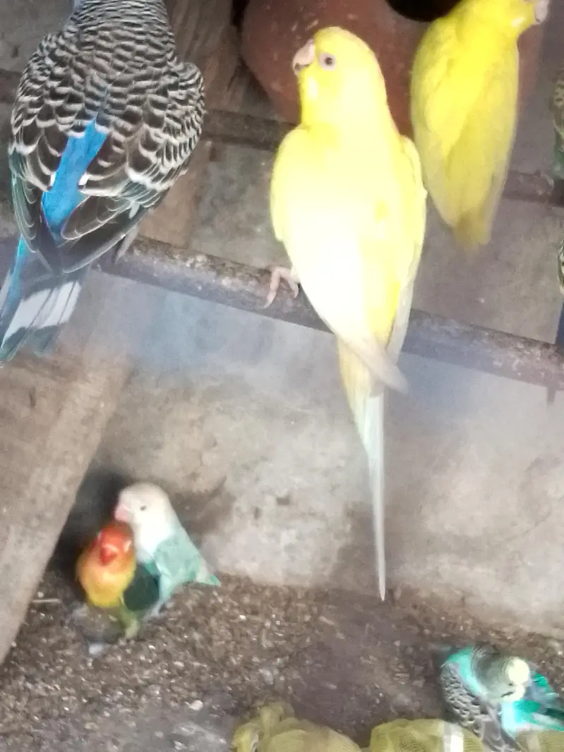 budgies parrot red and black eyes — photo 5