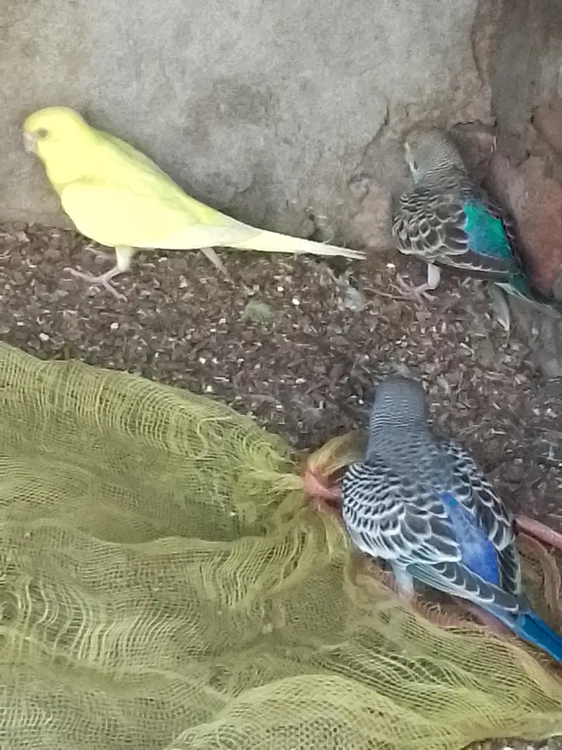 budgies parrot red and black eyes — photo 6