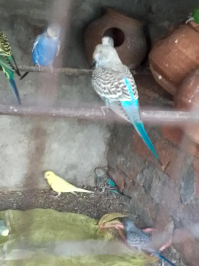 budgies parrot red and black eyes — photo 7