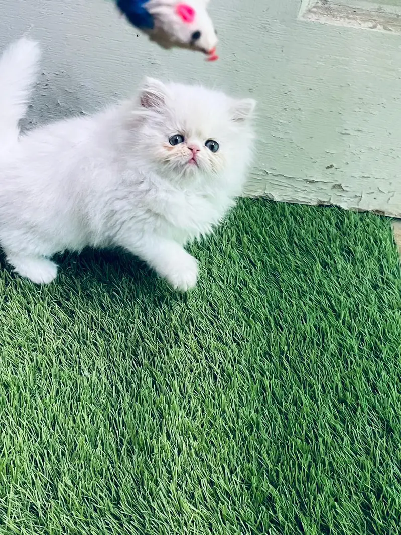 Persian kittens whstp. //0370 ///4602310 — photo 2