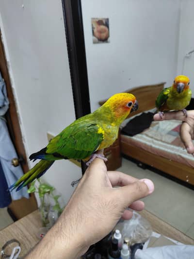 Hand tamed Fly tamed Cocktails, Sun conure and Raw Pahari