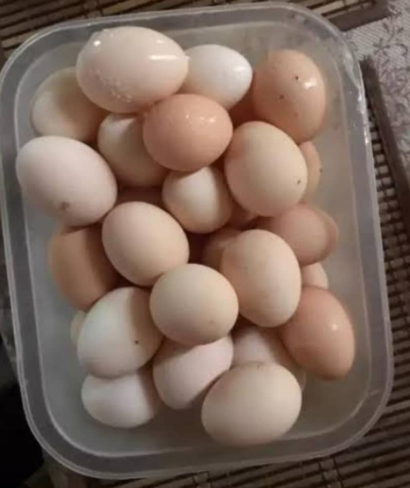 Desi Eggs 0