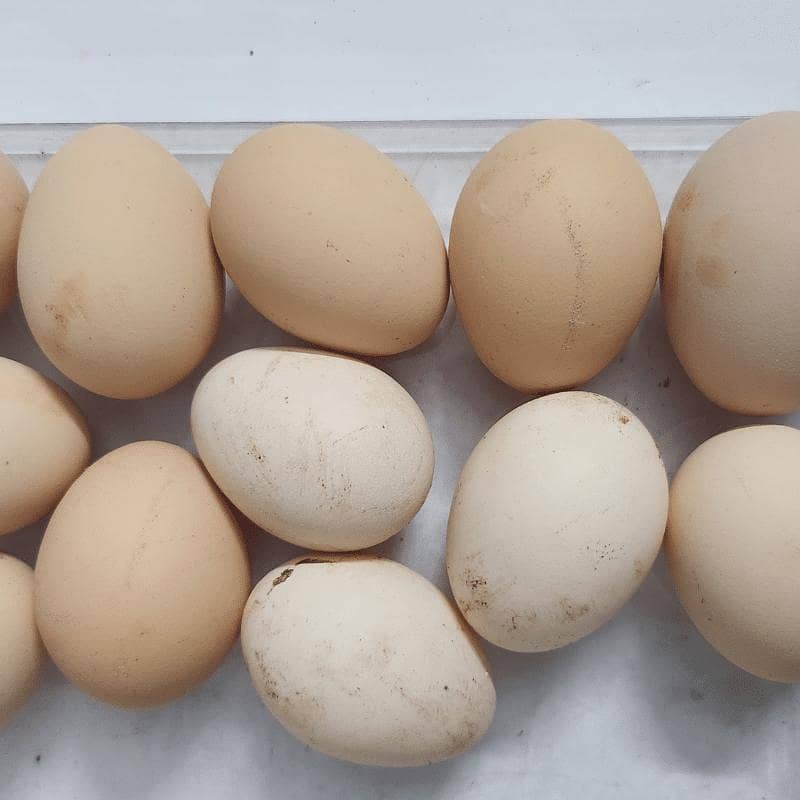 Desi Eggs 2