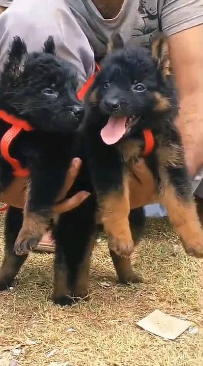German shepherd puppie WhatsApp contact 0/3/4/9/0/6/8/6/3/7/8