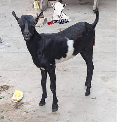teddy/male/kid/gulabi/tedda/sale/for sale/sheep/goat