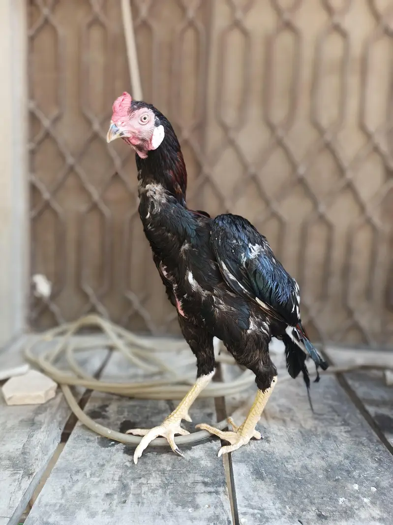 Aseel murgah for sale — photo 2