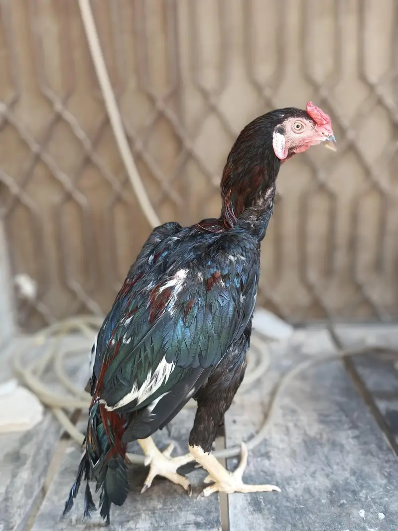 Aseel murgah for sale — photo 3