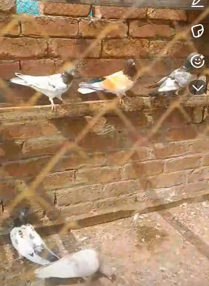 High flying pigeon — photo 3