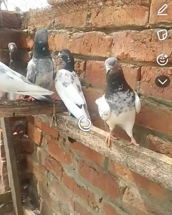 High flying pigeon — photo 4