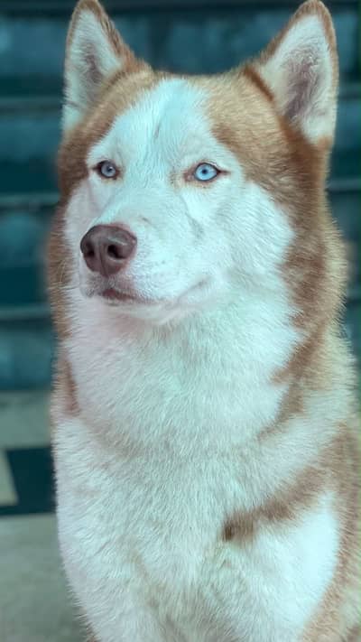Husky dog age 9.5month