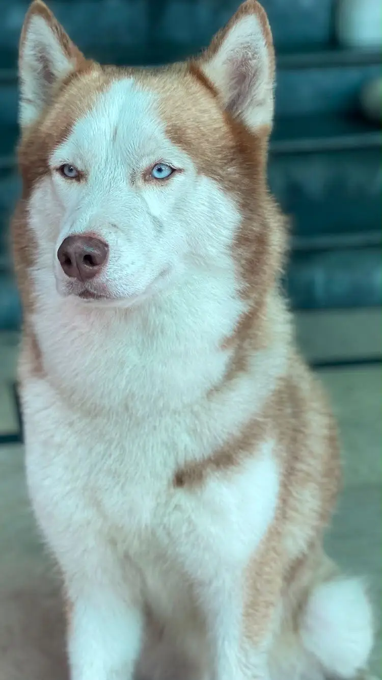 Husky dog age 9.5month — photo 2