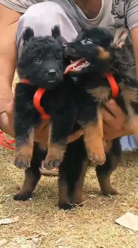 German shepherd puppie WhatsApp contact 0/3/4/9/0/6/8/6/3/7/8 — photo 2