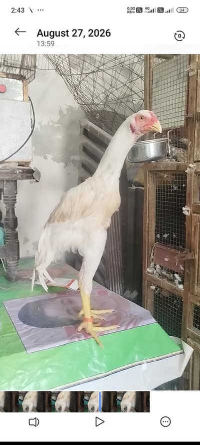 german king o shamo 2 male 2 females