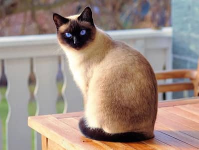 Male & Female Cats For Sale | Spayed Neutered | Friendly Pair