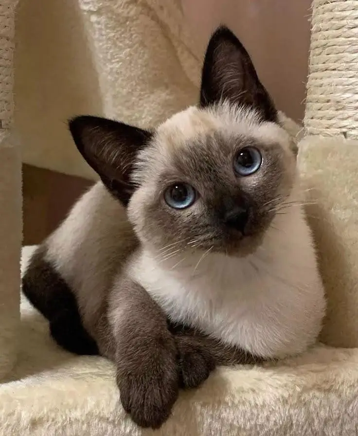 Male & Female Cats For Sale | Spayed Neutered | Friendly Pair — photo 3