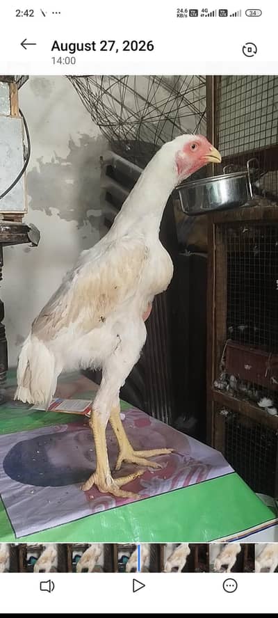 shamo white male and female