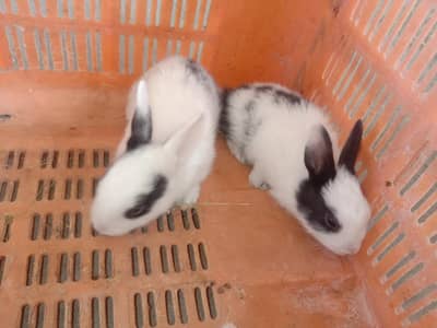 rabbit baby for sale 03224186572