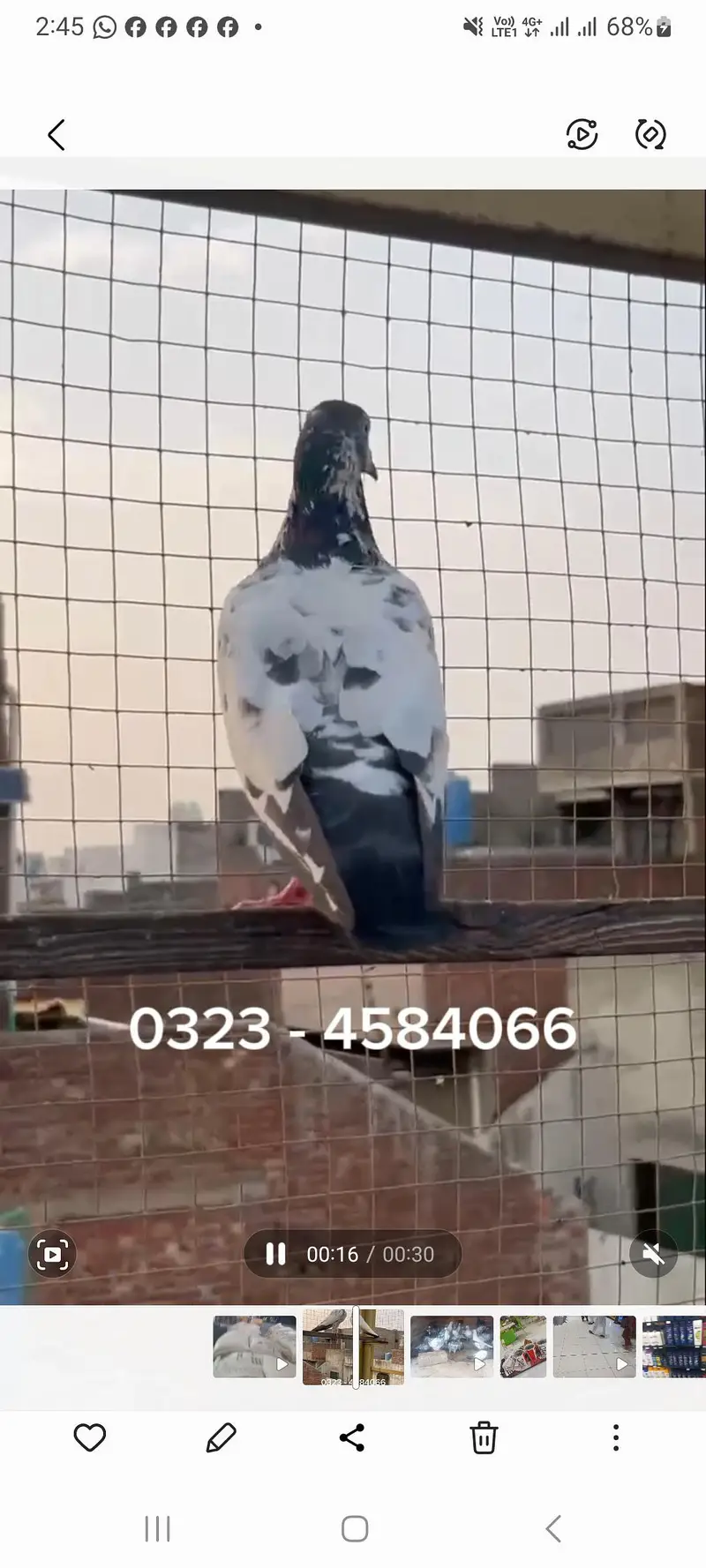 Pure Ch walay Teddy — photo 3