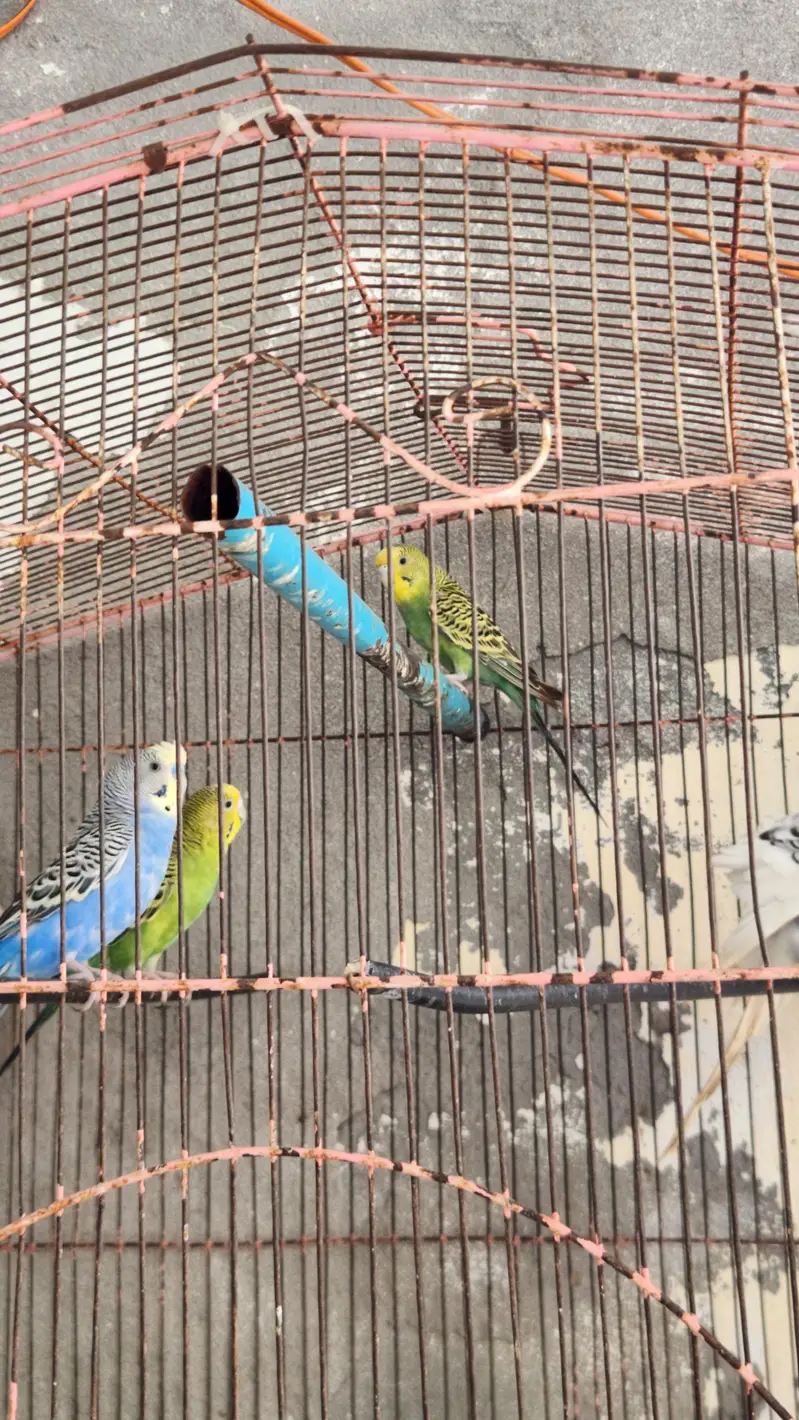 Australian totay — photo 5