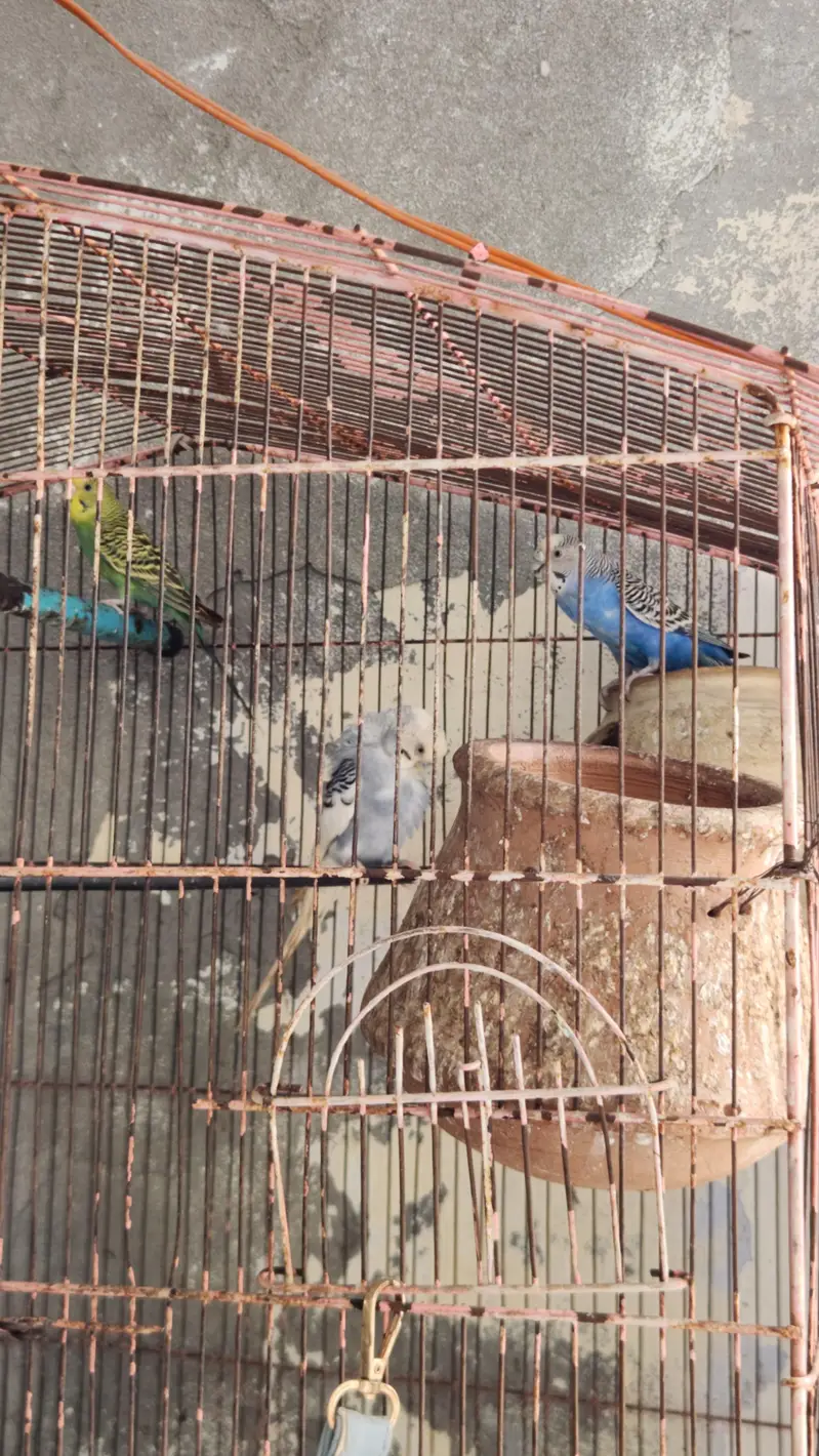 Australian totay — photo 6