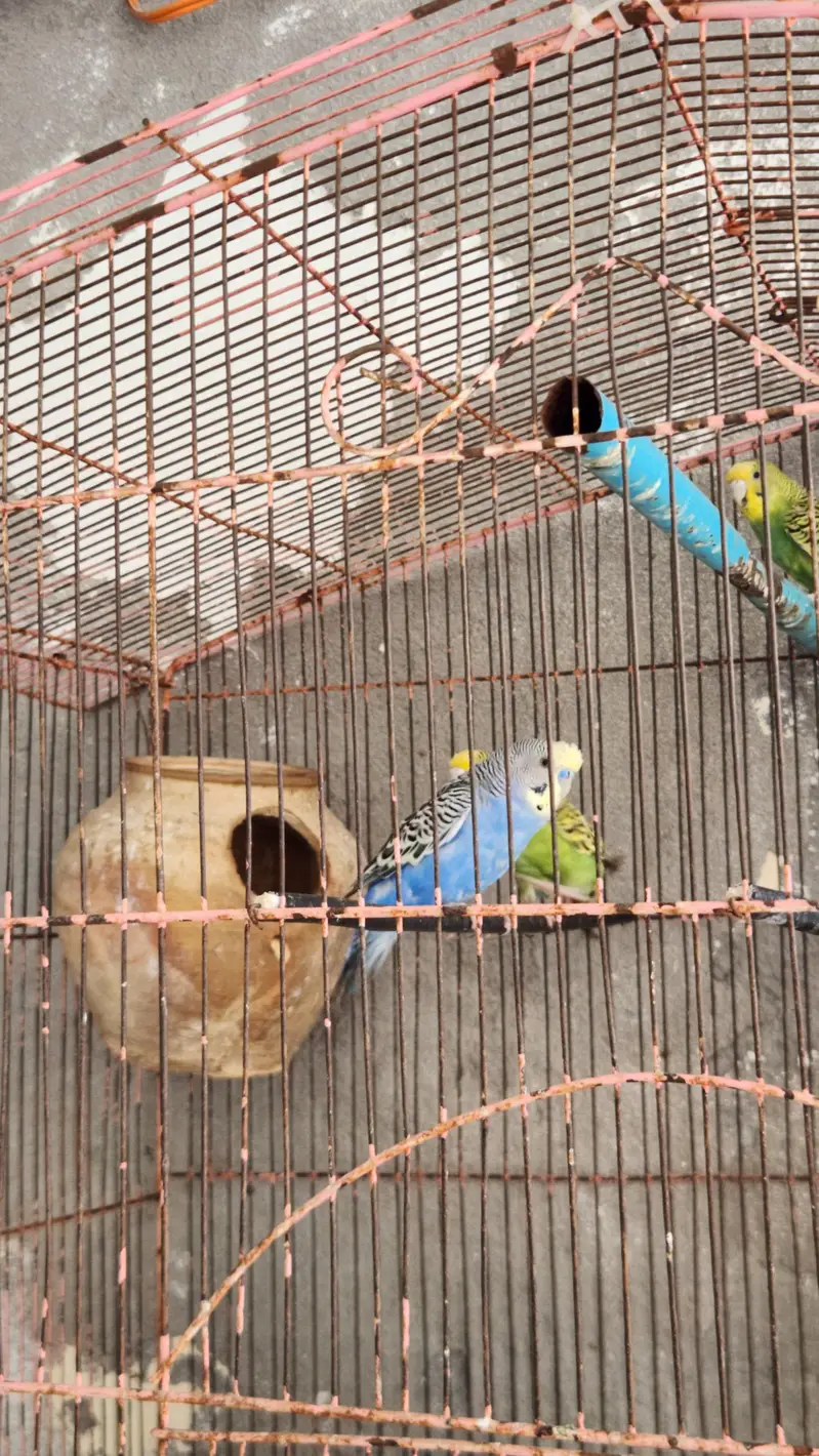 Australian totay — photo 10