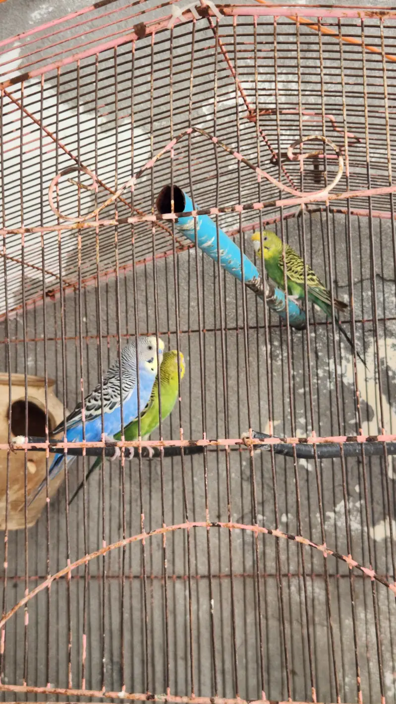 Australian totay — photo 11
