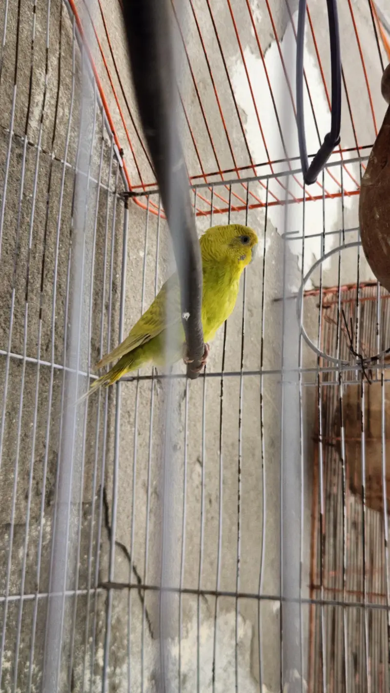 Australian totay — photo 12