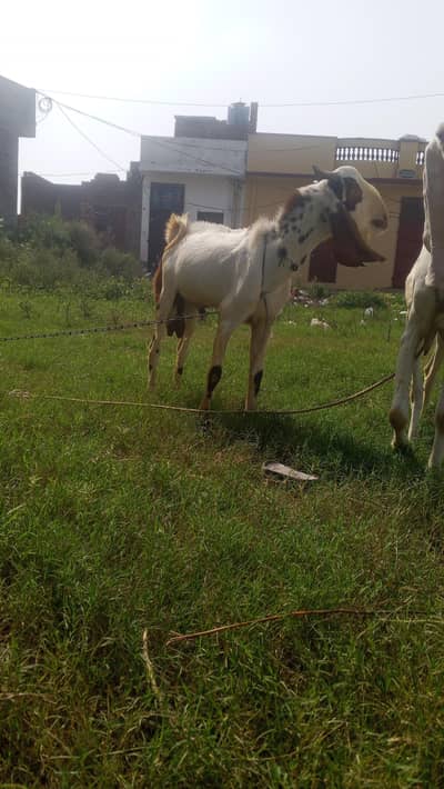 bakra for sale