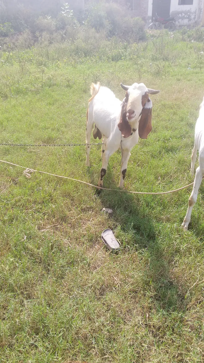 bakra for sale — photo 2