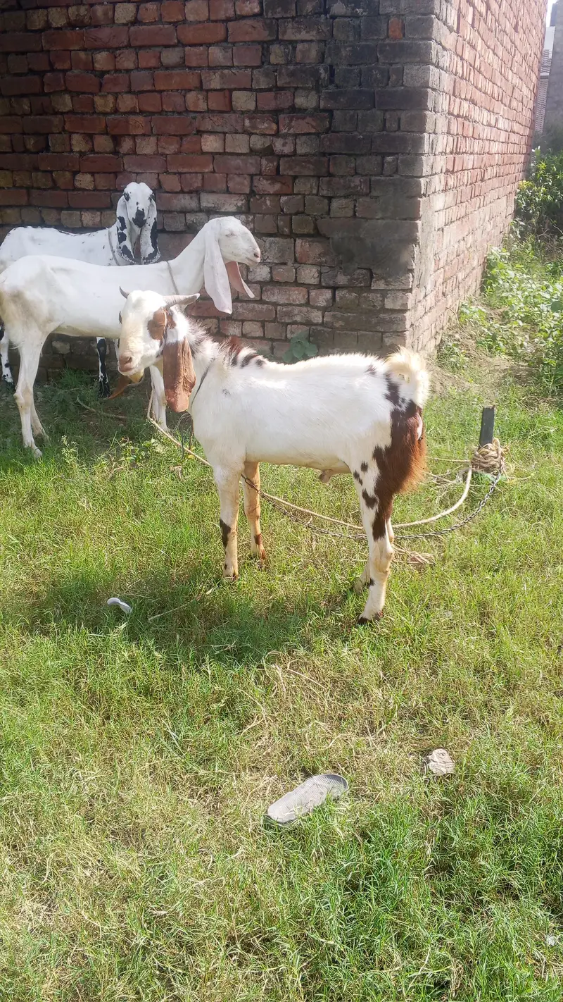 bakra for sale — photo 3