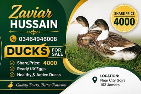 ducks for sale