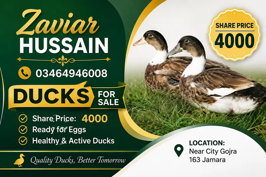 ducks for sale