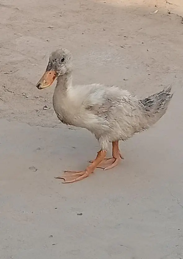 ducks for sale — photo 3