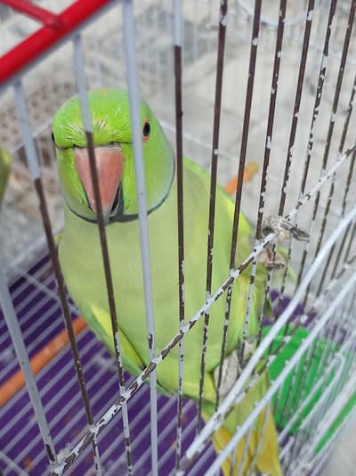 2 Green Ringneck Parrots Pair + Complete Cage Setup | Healthy & Active