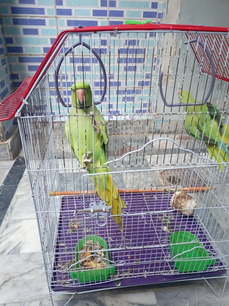 2 Green Ringneck Parrots Pair + Complete Cage Setup | Healthy & Active — photo 2