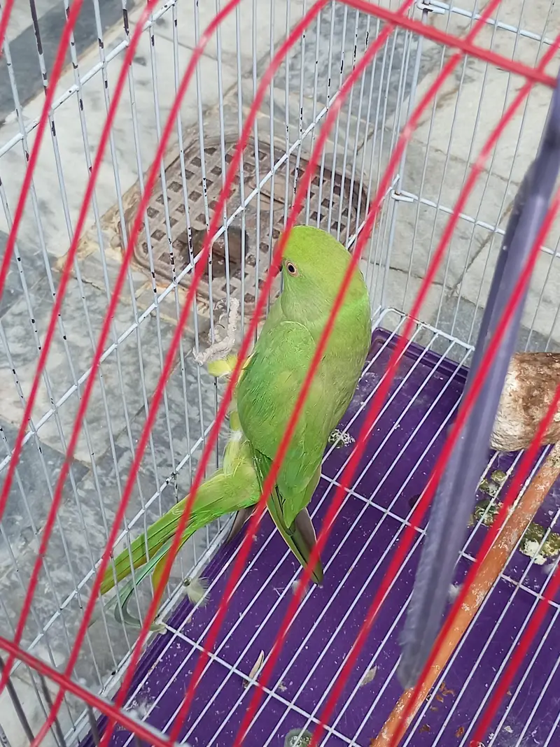 2 Green Ringneck Parrots Pair + Complete Cage Setup | Healthy & Active — photo 3