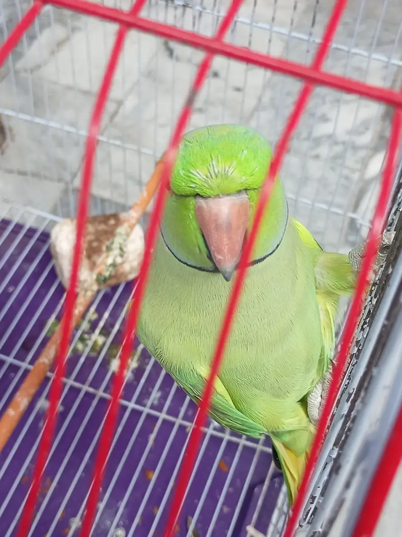 2 Green Ringneck Parrots Pair + Complete Cage Setup | Healthy & Active — photo 4