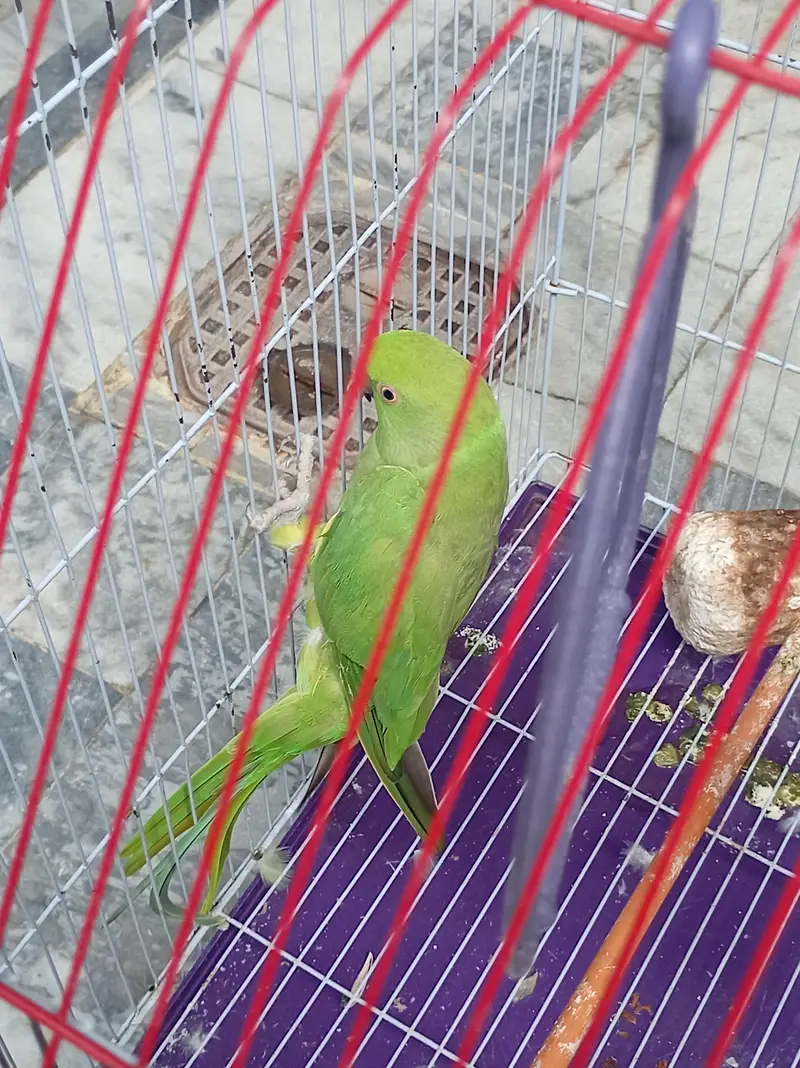 2 Green Ringneck Parrots Pair + Complete Cage Setup | Healthy & Active — photo 5