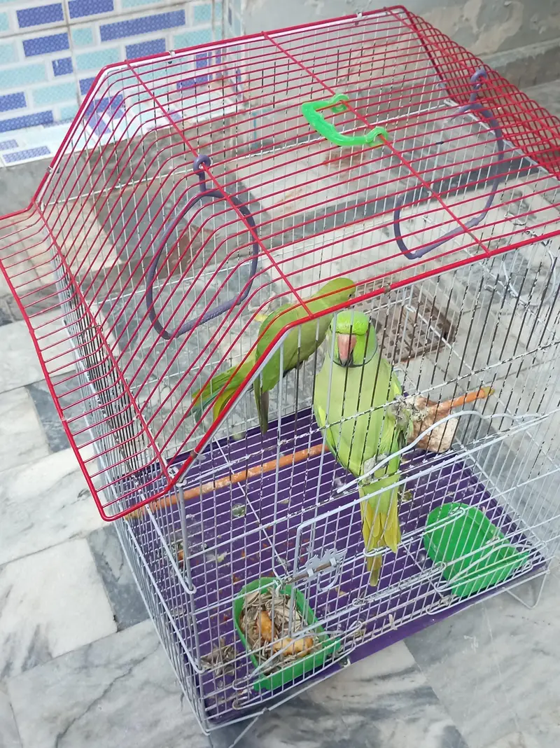 2 Green Ringneck Parrots Pair + Complete Cage Setup | Healthy & Active — photo 6
