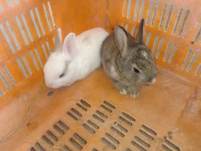 rabbit baby for sale 03224186572