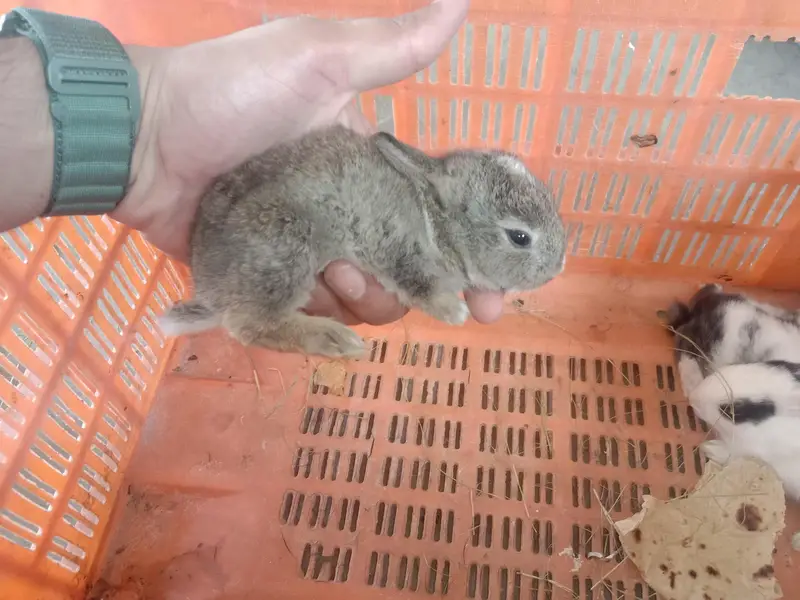 rabbit baby for sale 03224186572 — photo 2